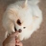 『子犬のしつけ』絶対すべきではない8つのNG行為　愛犬の安全や健康を守るために知っておくべきこととは