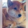 お母さんと散歩に行くつもりだった犬→相手が『お父さん』だと分かった結果…辛辣な『容赦ない対応』が35万表示「ガードしてるｗ」と爆笑