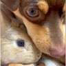 ウサギに『遊ぼう』と誘われた犬→でも眠たくて…まさかの方法で『寝かしつける光景』が33万再生「仲良し過ぎて感動」「可愛すぎる」と悶絶の声