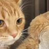 仲がいいうさぎの背後にいる猫が、次の瞬間…あまりにも尊すぎる『まさかの行動』に12万いいね「なんてステキなの」「とっても可愛い」