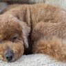 犬が『拗ねてしまう』４つの原因　愛犬がいじける心理から飼い主ができる対処法まで