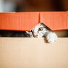 猫はどうしてあんなに『箱に入りたがる』？考えられる3つの理由と愛される箱の条件