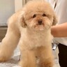 ボサボサになってしまった犬→友人にトリミングをお願いした結果…まるでお人形さんのような『ビフォーアフター』が10万再生「ふわふわ可愛い」