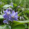 マニアック…「雨の森」を五感で楽しむ方法　雨の日だけの非日常の魅力があった【森に行こう#3】
