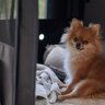 犬が家の中で『好みやすい場所』5選　リラックスできる理由から環境作りのコツまで