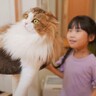 猫のことを『後ろからツンツン』して隠れる娘…全然見つからない様子が面白すぎると16万再生「微笑ましい光景」「癒やされた」の声