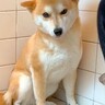 お風呂が大っ嫌いな犬が『お風呂場に連れて行かれた』結果…これから起こることを察した顔が可愛すぎると16万再生「絶望してて草」と爆笑の声