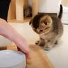 飼い主がご飯のお皿を片付けようとしたら、子猫が…『思わずニヤける』可愛い反応が53万2000再生「1時間ぶっ通しでも見てられる」「天使」