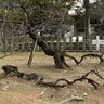 【八代市】百花の魁！樹齢400年以上の県指定天然記念物松井神社の臥龍梅