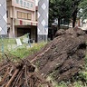 相模原市　桜31本、伐採へ　倒木の危険性あると判断