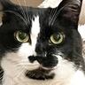 ゲームで『愛猫そっくりのキャラクター』を作成してみた結果…驚きの『再現度』が凄すぎると59万表示「上手すぎる」「最高のオトモ」の声