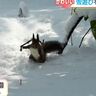 【エゾリスも雪あそび】あす4月1日の札幌も風を冷たく感じそう　北海道の天気予報／2025年3月31日更新