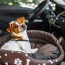 犬とドライブするときの『絶対NG行為』7選　思わぬ事故を招くタブー行動とは？