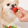 犬にフルーツを与えても大丈夫？食べられる種類や注意点を専門家が解説