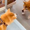 散歩中、鏡に映る自分を見た犬→勘違いをして…『まさかの行動』が10万表示「今日はこのくらいにしといてやるか…って去るの好きｗ」と爆笑