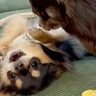先輩犬に追い詰められた犬→自分の強さを示そうとして…予想もつかなかった『抵抗の仕方』が50万再生「可愛すぎて声出たｗ」「爆笑した」の声