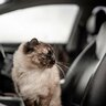 「トラックごと盗まれた猫を探せ！」人々が団結して捜索、無事猫を取り返す　米国