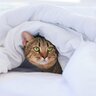 愛猫があなたの『お布団に入ってきたがる』3つの理由　一緒のお布団を使うときの注意点も