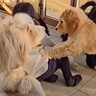 小さな女の子に犬が飛びついた結果→隣にいた大型犬が…まさかの『守りながら激怒する光景』が16万再生「すごいしか言えない」「素敵な関係」