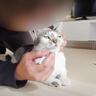不器用なパパが『猫の歯磨き』に挑戦した結果…想像以上の"結末"に反響続々「ママと何が違うんだろうｗ」「素晴らしい努力」の声