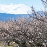 きょうから梅まつり　開花は10日ほど遅れる