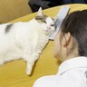 疲れた娘が『癒やしが欲しい…』と愛猫に"ウザ絡み"したら『まさかの神対応』で…「相当愛されてるｗ」「素敵な空間…」15万再生の大反響