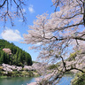 4/6（日）まで延長！『やべ春まつり』　日向神ダムの千本桜が満開です‼（八女市）