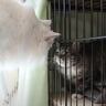 『初めてケージから出た保護猫』→先住猫と対面したら…まさかまさかの反応が凄すぎると４万再生の反響「良い兄弟になりそう」「本当に驚いた」
