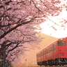 お花見はどこに行く？　鉄道写真家