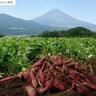 【三島甘藷祭り】食べ比べて投票「焼き芋総選挙」1月25日開催　紅はるかvsシルクスイート