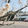 服部緑地公園の梅林が工事をしている／今年の梅見はどうなる？管理事務所に行って話を聞いて来た