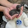 ケープペンギンの赤ちゃん、サンシャイン水族館に誕生