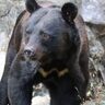【市街地近く】新潟県村上市でクマの目撃情報