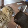 『力の差ｗｗｗ』クロ猫にバシバシ叩かれたモフ猫→やり返そうとした結果…まさかの光景が333万再生「いい音しすぎｗ」「頑張ってるのにｗ」