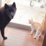 子猫と仲良くなりたい愛犬が『本気を出した』結果…2日目の急展開が微笑ましすぎると2万6000再生「素敵」「優しいお兄ちゃん」の声