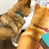 犬を連れて動物病院へ行った結果…まさかの『レストランだと勘違い』する光景に爆笑「外食ってテンション上がるよねｗ」「サービス満点な病院」