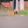 【北海道の風景・写真10枚】ひなたぼっこするキタキツネと陽炎…　十勝の初秋　広大な畑／芽室町・中札内村