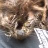 助けを求めてやって来た『ガリガリでボロボロの子猫』を拾った娘→家族で必死に看病した結果が……「涙なしでは見れない」「めっちゃ泣けた」