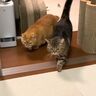 ママがベッドに向かったら？　ぞろぞろとついていく兄弟猫