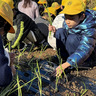 山西小一色小　「おいしくなーれ」　農業体験でタマネギ定植