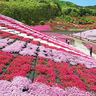平田村「ジュピアランドひらた」に芝桜の季節が到来。ライトアップやフードも楽しめる
