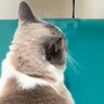 動物病院に連れてこられた猫→暴れるかと思いきや…診察台の上で見せた『まさかの光景』が91万再生の反響「猫生7週目かも」「可愛すぎるｗｗ」