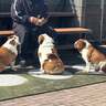 北斗晶、今も考えてしまう亡き愛犬のこと「シャンプー好きだった花ちゃんが居たら…」