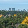 東京のど真ん中から新種発見？　皇居に隣接する北の丸公園で＜カワモズク科＞の藻類が見つかる