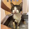 飼い主を亡くし2ヶ月間『壮絶な場所で生きていた高齢猫』が保護された結果…涙せずにはいられない現在の姿に「号泣」「本当にありがとう」の声