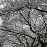 多摩市内フォトスポット募集　２月28日まで