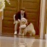 結婚式で大型犬が『リングドッグ』に挑戦→どうなるのか期待していたら…『まさかの結末』が8万再生「可愛すぎて」「最高ｗ」「素敵な思い出」