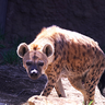 獲物を横取りするイメージのハイエナ！そのイメージを覆す意外な狩りの方法とは？【眠れなくなるほど面白い