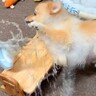 空腹の限界を迎えた犬→ごはんを目の前にした結果…想定外だった『衝撃のハプニング』が132万再生「荒ぶってるの可愛い」「反省してるｗ」
