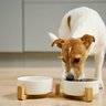 犬って満腹にならないの？いつまでもご飯を食べ続ける理由や満腹感を与える工夫について解説